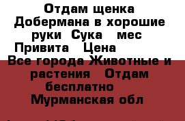 Отдам щенка Добермана в хорошие руки. Сука 5 мес. Привита › Цена ­ 5 000 - Все города Животные и растения » Отдам бесплатно   . Мурманская обл.